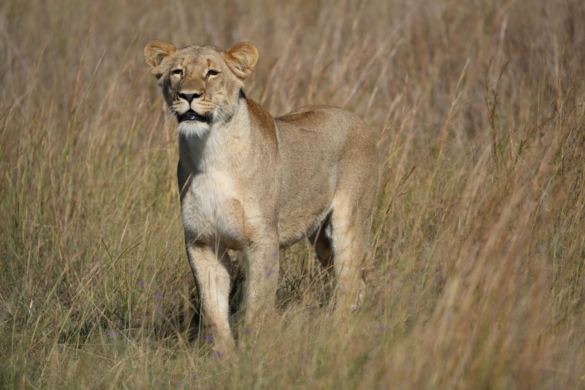 Shibula Safari Lodge Rezervaţia de vânat Welgevonden Exterior foto