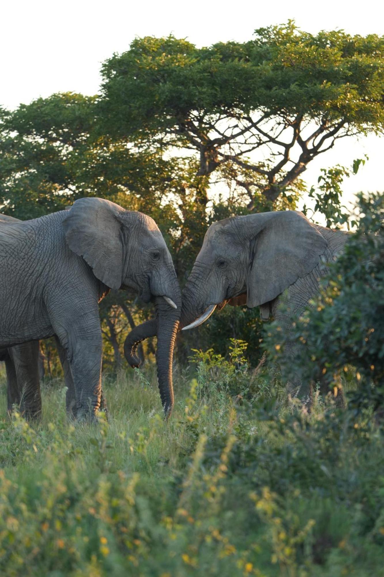 Shibula Safari Lodge Rezervaţia de vânat Welgevonden Exterior foto