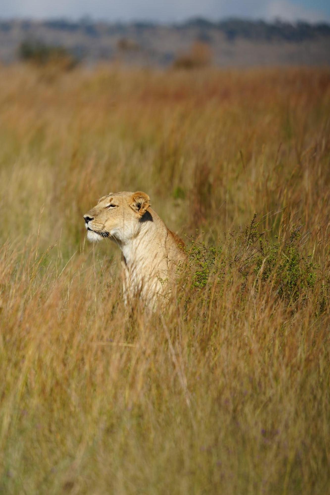Shibula Safari Lodge Rezervaţia de vânat Welgevonden Exterior foto