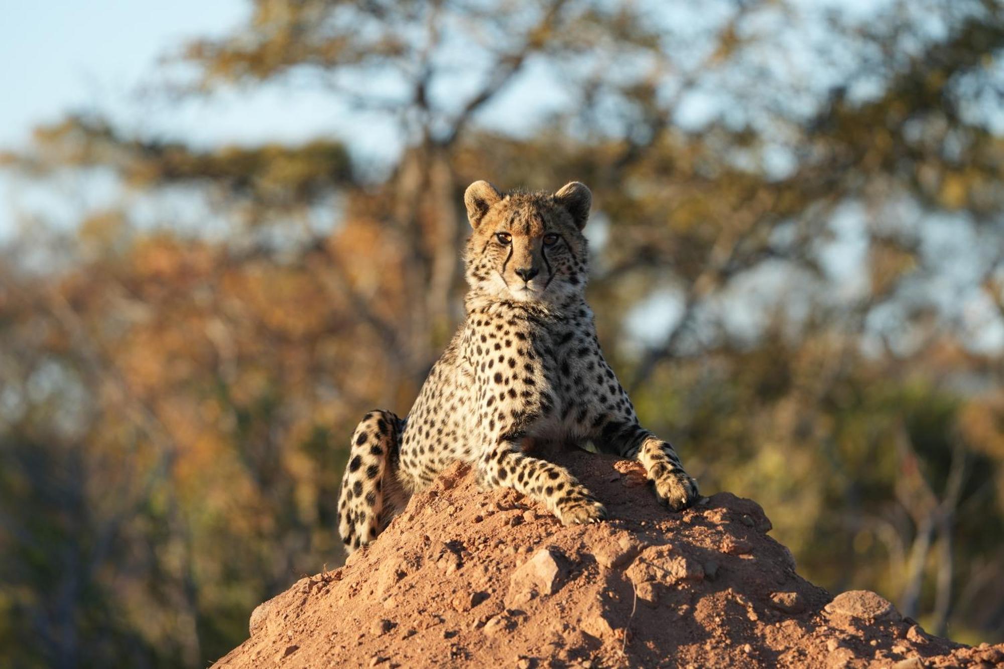Shibula Safari Lodge Rezervaţia de vânat Welgevonden Exterior foto